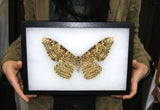 white witch moth
