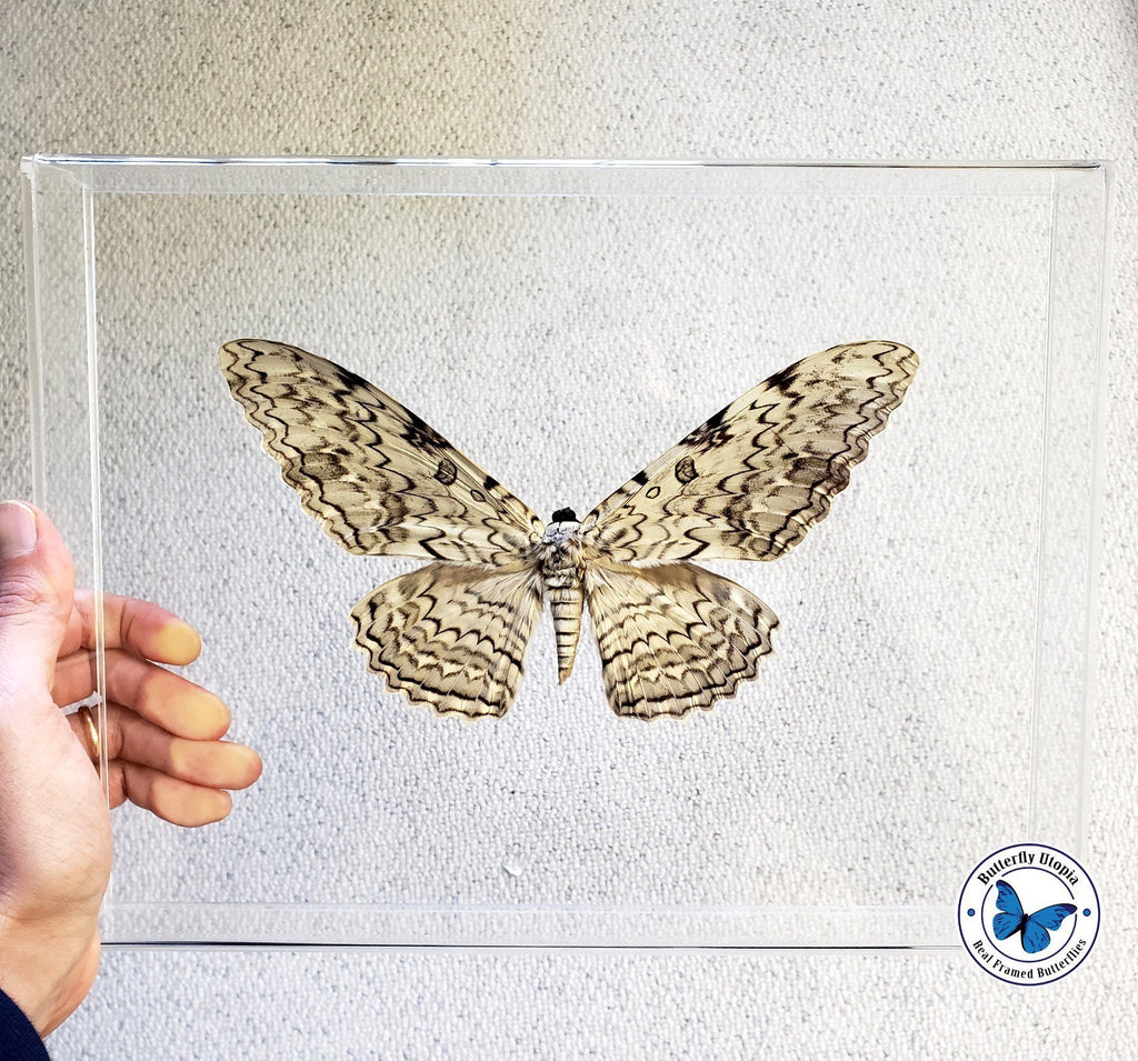 framed white witch moth