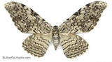 thysania agrippina moth
