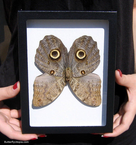 Owl Butterfly