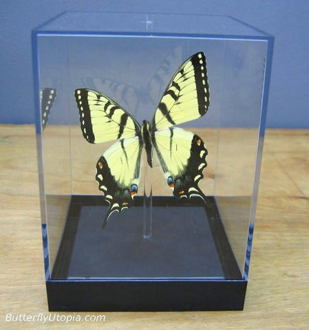 Papilio Glaucus