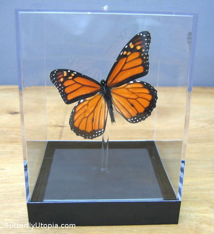 Danaus Plexippus Butterfly