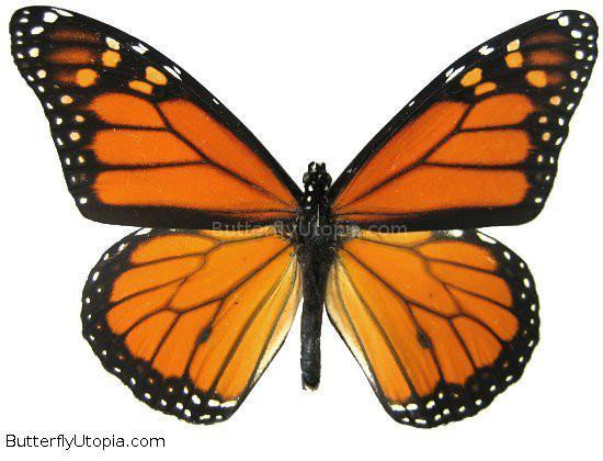 Monarch Butterfly wings