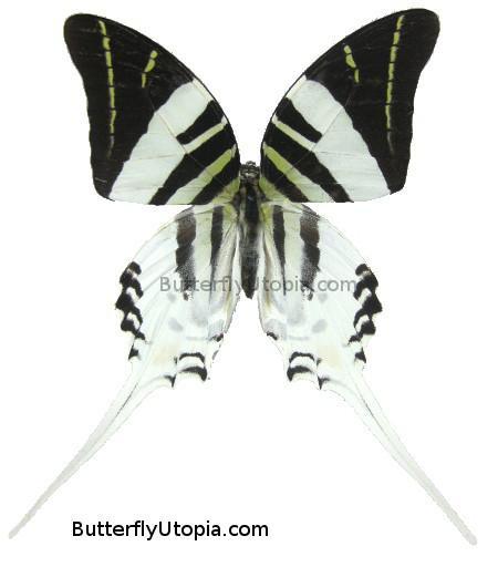 graphium androcles butterfly