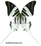 giant swordtail butterfly