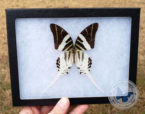 framed graphium androcles