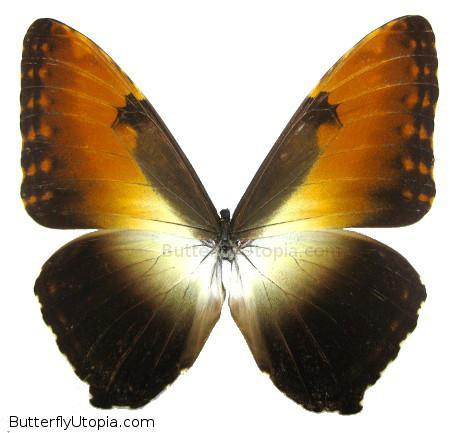 sunset morpho hecuba butterfly