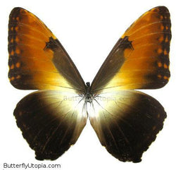morpho hecuba hecuba butterfly
