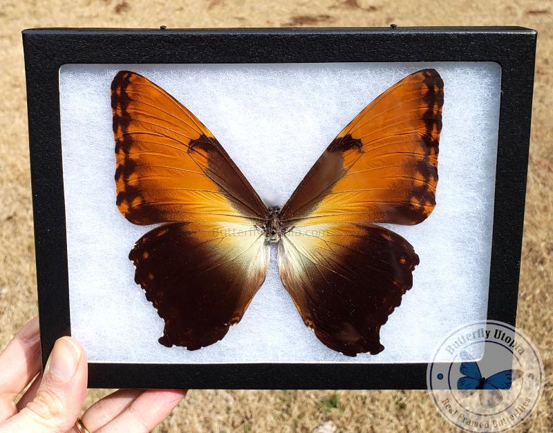 framed sunset morpho hecuba