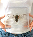 giant framed cicada