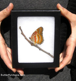 cethosia biblis butterfly on twig