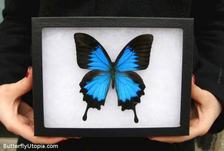 Blue Mountain Swallowtail Butterfly