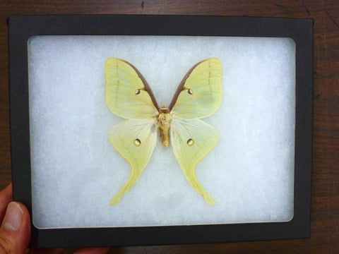 luna moth actias luna butterfly bargain quality