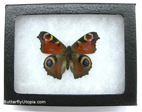 peacock butterfly bargain quality