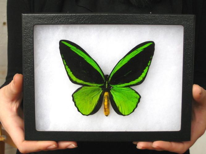 Green Birdwing Butterfly