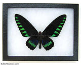 Triangle Birdwing Butterfly