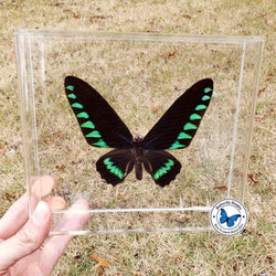 framed trojana birdwing butterfly