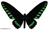 Triangle Birdwing Trogonoptera Trojana Butterfly