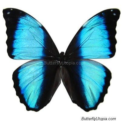 Dried Papered Giant Striped Blue Morpho - unspread (wings closed
