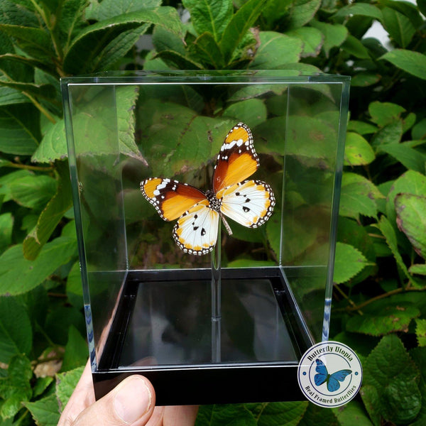 Framed African Monarch (Danaus chrysippus alcippus) - Tabletop