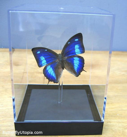 Anaea Cyanea Butterfly