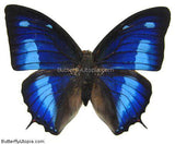 Double Blue Butterfly