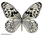 Rice Paper Idea Butterfly