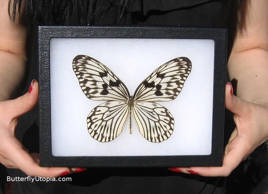 Framed Rice Paper Butterfly