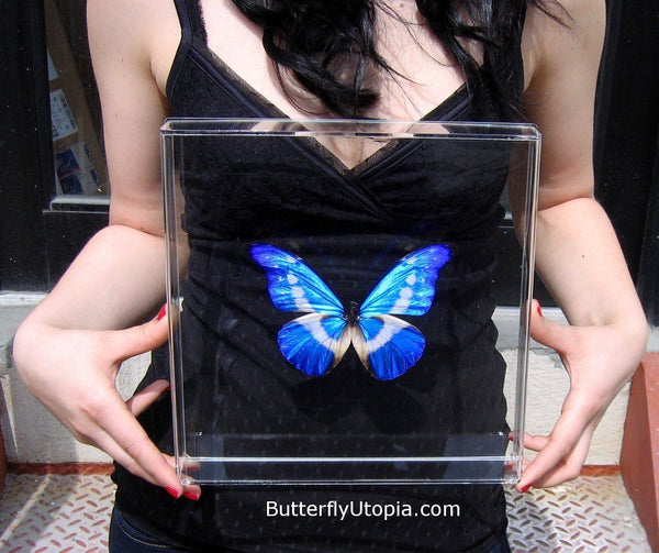 ヘレナモルフォ　110mm BicBugs Morpho helena blue white butterfly Peru