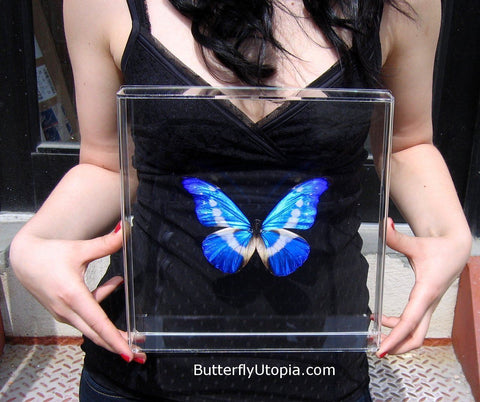 Metallic Blue Butterfly
