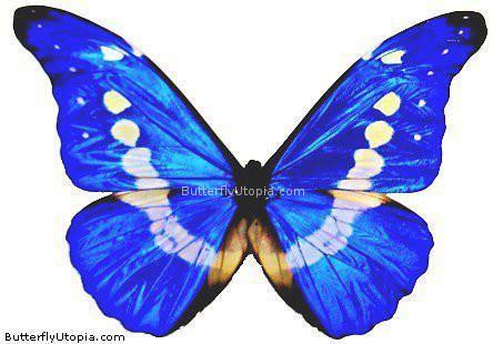 Morpho Rhetenor Helena Butterfly 4.5 inch