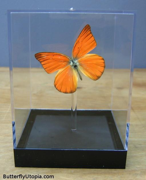 Appias Nero Neronis Soranus Butterfly
