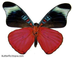 Red Panacea prola  - unspread (wings closed)
