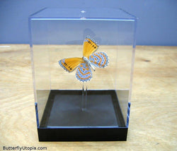 Crenis Pechuelli Butterfly