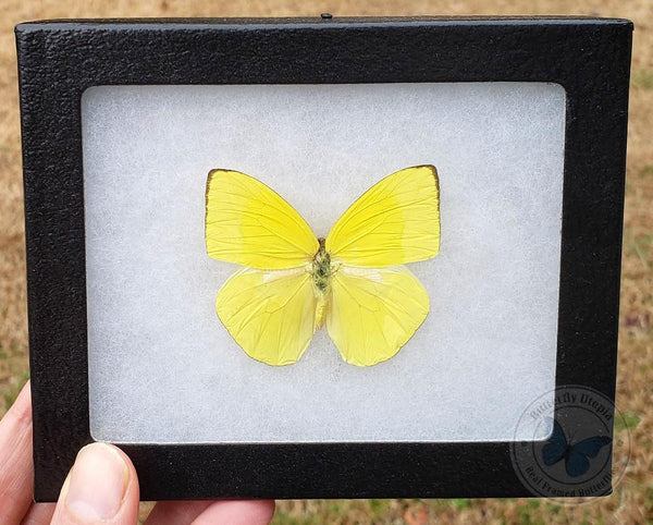 Framed yellow butterfly