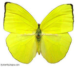 Buttercup Butterfly Phoebis trite