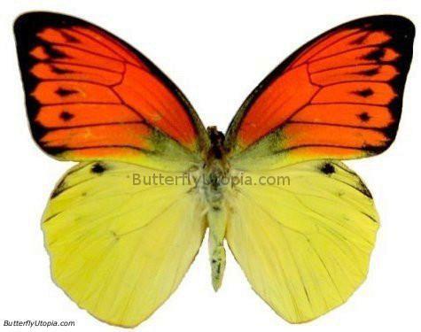 Vibrant Sulphur Hebomoia Leucippe Butterfly