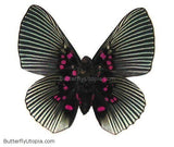 Pink Dotted Appollonia Butterfly