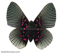 Pink Lyropteryx Apollonia Butterfly