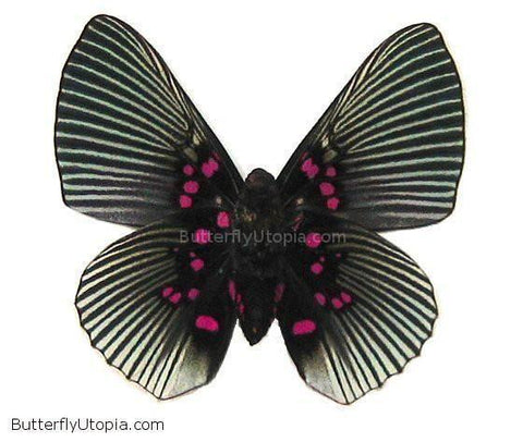 Pink Lyropteryx Apollonia Butterfly