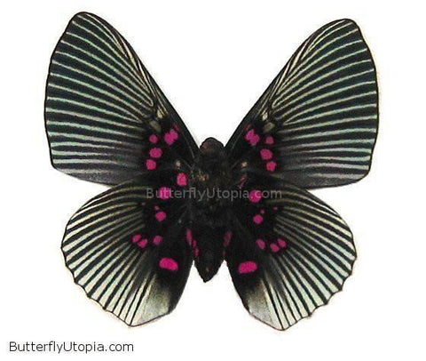 pink dotted butterfly