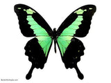 Green Congo Swallowtail Butterfly