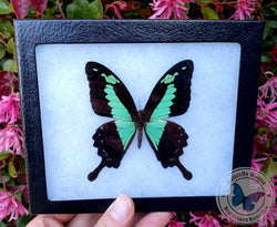 Framed Papilio phorcas