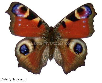 Framed Peacock Butterfly