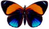 Asterope Hewitsoni Butterfly