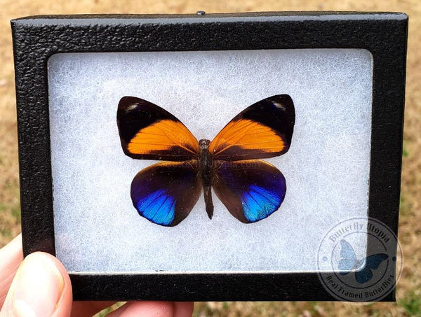 Dotted Glory Butterfly in on sale Baroque Style Frame (Asterope markii davisi)