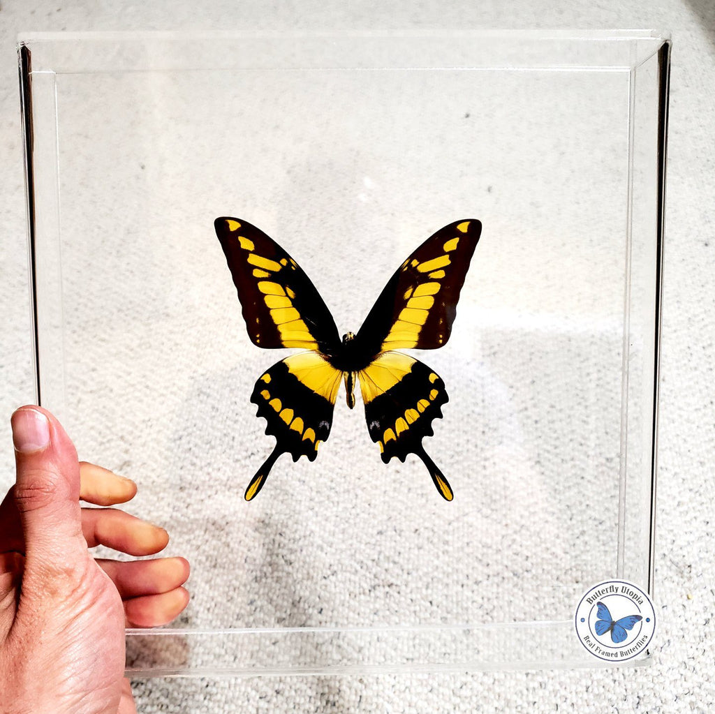 papilio thoas