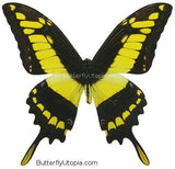 papilio thoas king