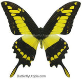 king swallowtail butterfly