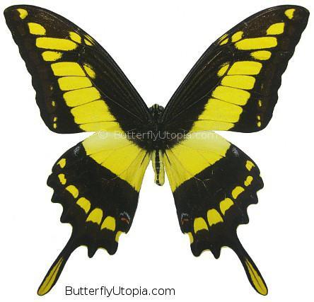 Framed King Swallowtail - Papilio thoas - acrylic frame